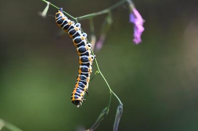 Cucullia lactucae