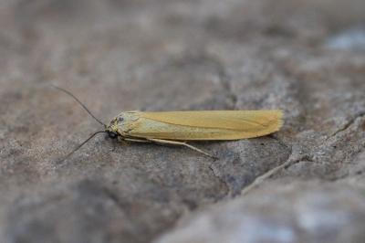 Indalia lutarella
