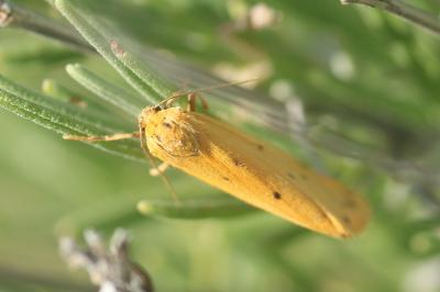 Setina irrorella