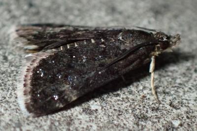 Heliothela wulfeniana