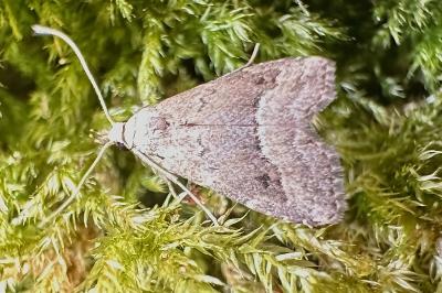 Schrankia taenialis