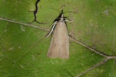 Calamotropha paludella