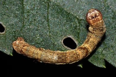 Ectropis crepuscularia