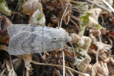 Euxoa decora simulatrix