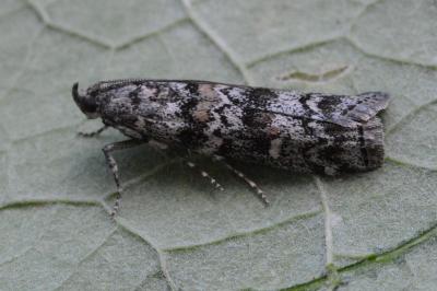Dioryctria abietella