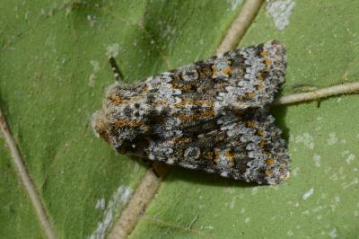 Hecatera dysodea