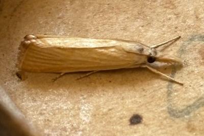 Xanthocrambus caducellus