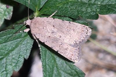 Caradrina clavipalpis