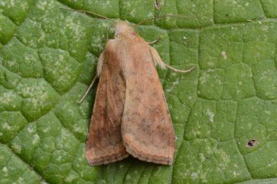 Helicoverpa armigera