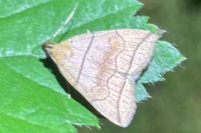 Herminia grisealis