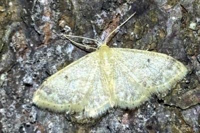Idaea biselata