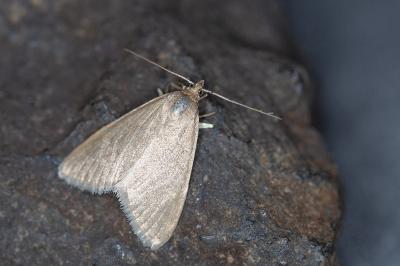Evergestis mundalis