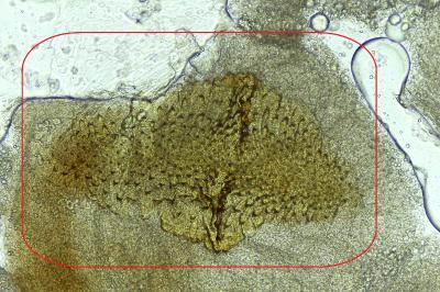 Paracorsia repandalis