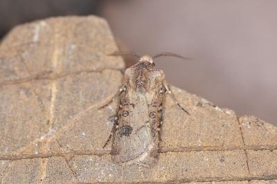 Agrotis clavis clavis