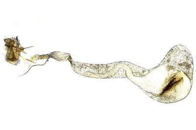 Evergestis sophialis