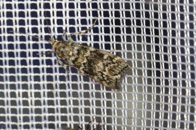 Dioryctria schuetzeella