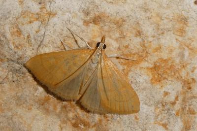 Anania crocealis