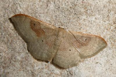Idaea degeneraria
