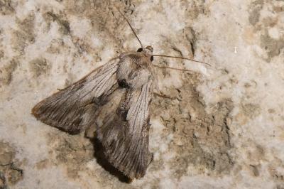 Calophasia platyptera