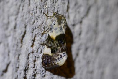 Acontia lucida