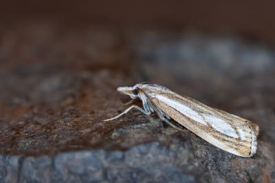 Catoptria europaeica