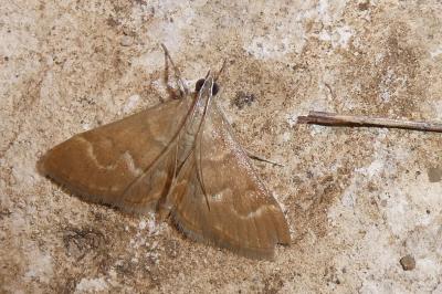 Ecpyrrhorrhoe diffusalis