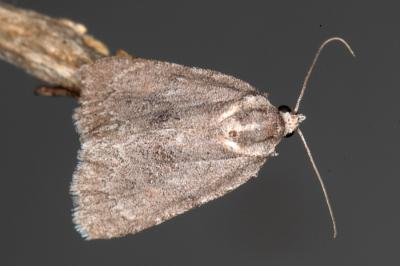 Bryonycta pineti