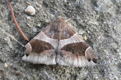 <i>Dysgonia algira</i>