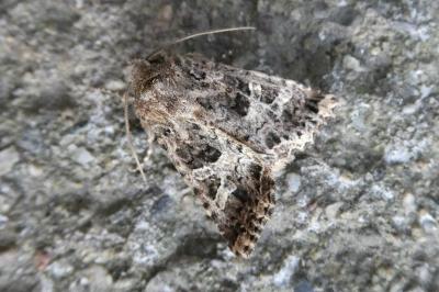 <i>Hadena bicruris</i>