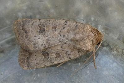 <i>Hoplodrina octogenaria</i>