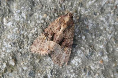 <i>Mesapamea secalella/secalis</i>