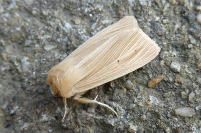 <i>Mythimna pallens</i>