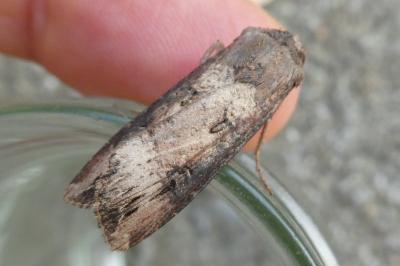 <i>Agrotis ipsilon</i>