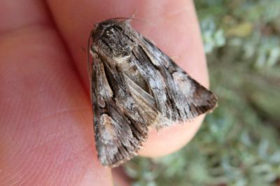 <i>Chloantha hyperici</i>