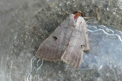 <i>Lygephila craccae</i>