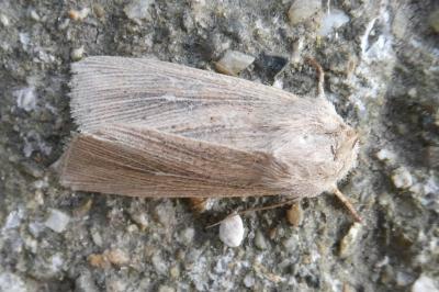 <i>Mythimna riparia</i>