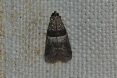 <i>Elegia</i>