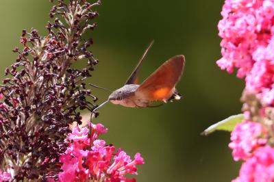 <i>Macroglossum stellatarum</i>