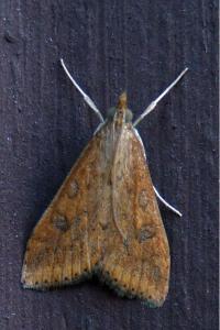 <i>Udea ferrugalis</i>