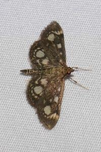 <i>Anania coronata</i>