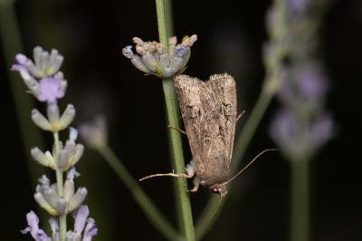 <i>Agrotis bigramma</i>