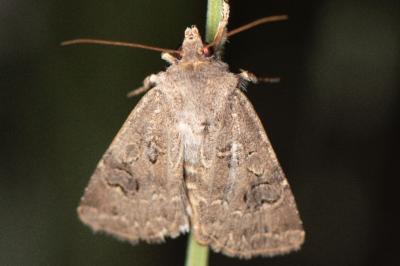 <i>Agrotis bigramma</i>