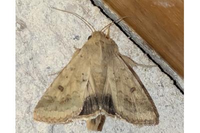 <i>Helicoverpa armigera</i>