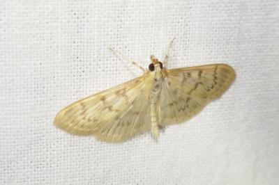 <i>Patania ruralis</i>