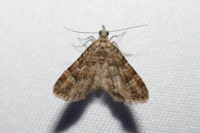 <i>Gymnoscelis rufifasciata</i>