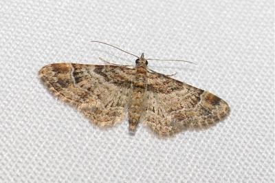 <i>Gymnoscelis rufifasciata</i>
