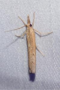 <i>Pediasia contaminella</i>