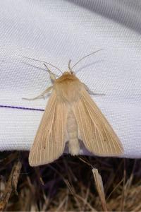 <i>Mythimna pallens</i>