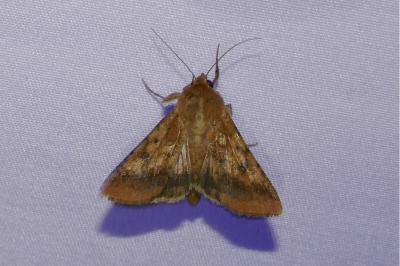 <i>Helicoverpa armigera</i>