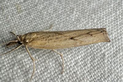 <i>Pediasia contaminella</i>